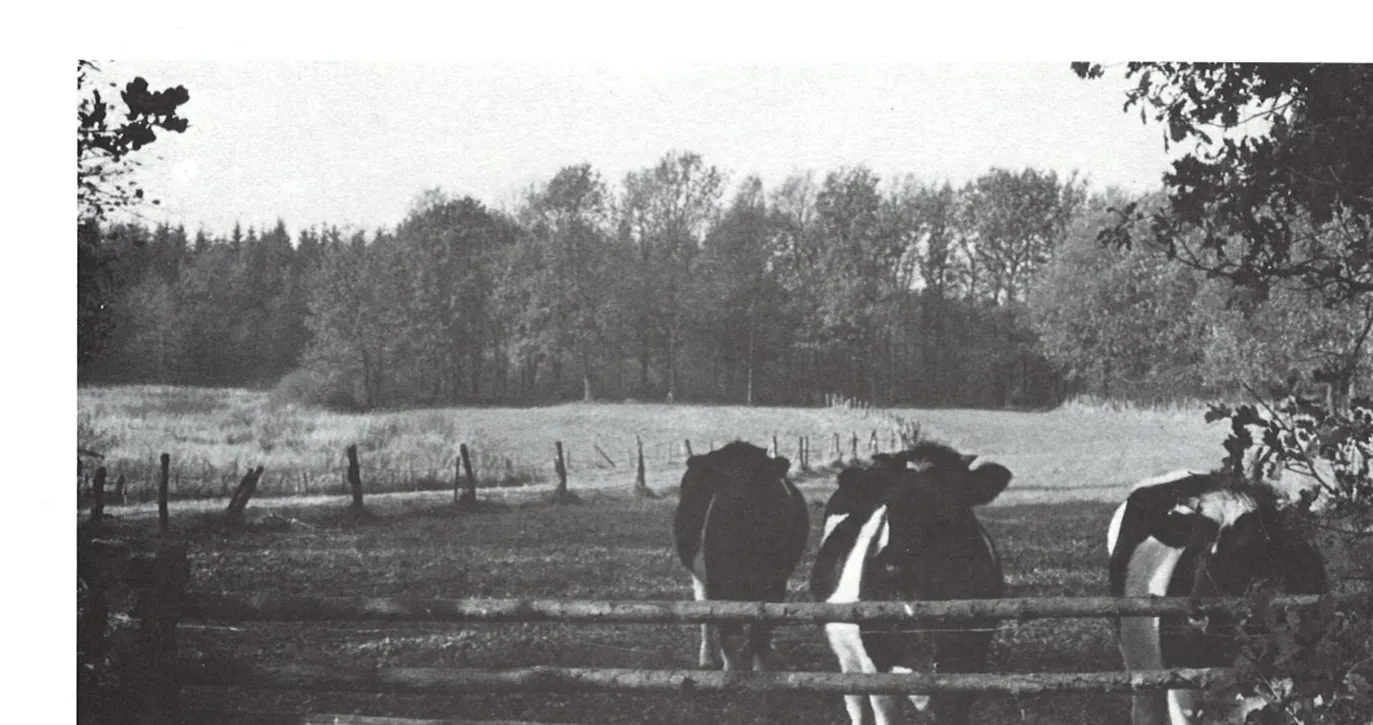 Wiese im Markatal mit Kühen, dahinter Waldrand.